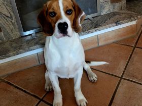 Beagle Rüde Milo