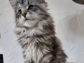 Norwegische Waldkatze weiblich Black Silver Tabby