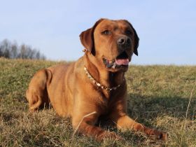 Wunderschöner Labrador-Deckrüde "Schorsch" kerngesund, genetisch frei & a echter Bayer mit Herz