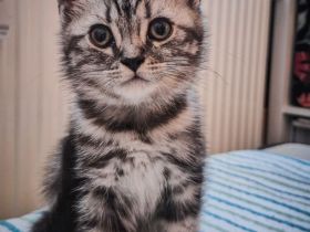 Noch 1 BKH-Junge ab 10.06.2026 abzugeben - Black-Silver-Tabby-Classic