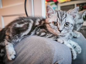 RESERVIERT Kurzentschlossene - seit Mittwoch darf ich ausziehen -Black-Silver-Tabby-Classic