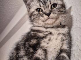 Noch 1 BKH-Junge ab 10.06.2026 abzugeben - Black-Silver-Tabby-Classic