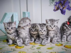 Noch 2 BKH-Jungs im Whiskas-Look (Black-Silver-Tabby-Classic) abzugeben