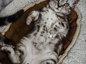 Noch 1 BKH-Junge ab 10.06.2026 abzugeben - Black-Silver-Tabby-Classic