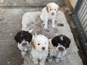 Lagotto Romagnolo Welpen