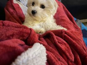 Mila sucht ein neues Zuhause