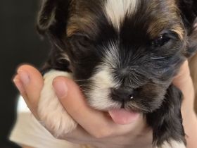 Bolonka Zwetna Welpen suchen ein Zuhause