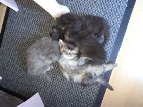 Sehr schöne Katzen abzugeben