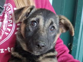 Belezza, verspieltes Welpenmädchen träumt vom großen Glück, 3 M, 41cm