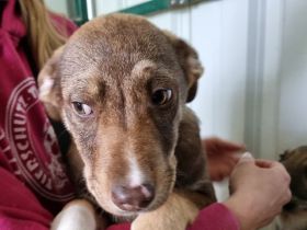 Cappuccino, kleiner Welpe sucht ein Zuhause in der großen Welt, 4M, 39 cm