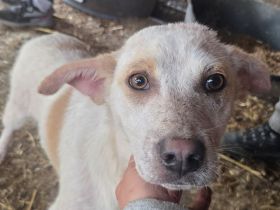 Kijano, unglaublich verschmustes, menschenbezogenes Hundemädchen sucht ein Zuhause, 9M, 48 cm