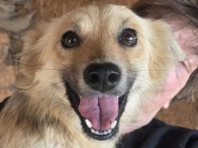 Kiki, hübsche, sanfte Junghündin sucht kuschelfreudige Menschen, 1J, 38 cm