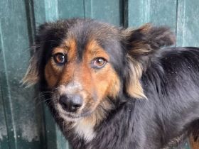 Salome, hübsche Hundemama, die nun für sich ein eigenes Zuhause sucht, 3J, 49 cm