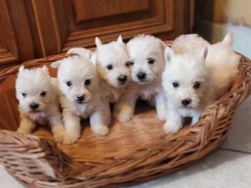 Zuckersüße West Highland White Terrier Welpen