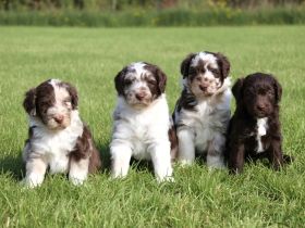 Aussiedoodle