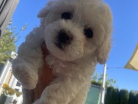 Weiße Welpen Bichon Frise