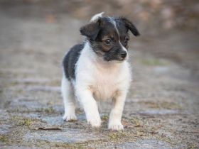 Süßer Welpen suchen liebevolles Zuhause auf Lebenszeit