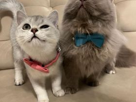 Liebevolles Katzenpaar sucht neues Zuhause