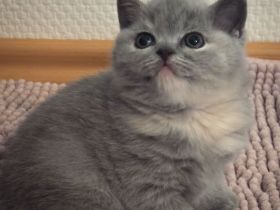 BKH, Britisch Kurzhaar Kitten Blue und Blue Tortie, Reservierung möglich