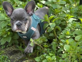 Französische Bulldoggen Welpe (Rüde) sucht liebevolle Famile