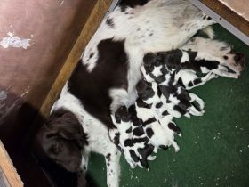 Klm Welpen vom Forstweg abzugeben.