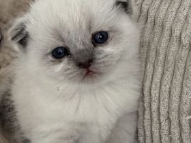 BKH kitten abzugeben