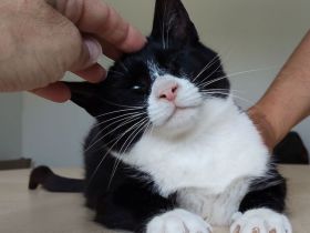 Nevo, ein superliebes Katerchen, wartet auf SEINE Familie