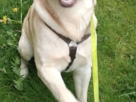 Blonder Labrador Rüde in gute Hände anzugeben