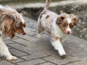 The Real Toy Australian Shepherd