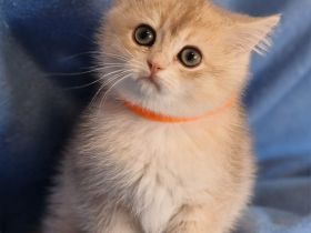 Bkh Kitten mit Stammbaum