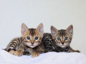Zauberhafte Bengalkitten mit Stammbaum