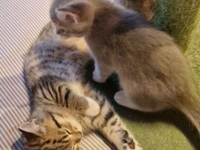 BKH Kitten zum Verkaufen