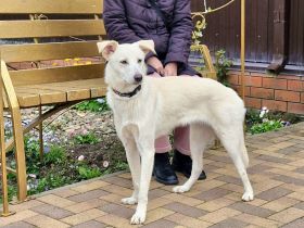 Savi: Freundliche weiße Schönheit sucht ihr Körbchen