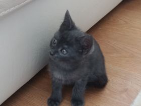 Schöne BKH Mischling Kitten