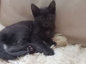 Schöne BKH Mischling Kitten