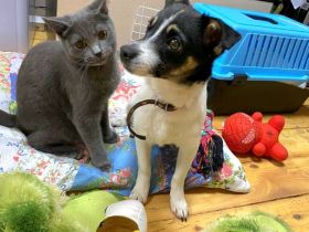 Chipa, ein kleines Schlitzohr wünscht sich sehnlichst eine Familie