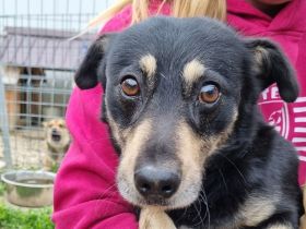 Laurin, kleiner Hund, der noch lernen muss, dass ihm nichts passiert, wer hilft ihm dabei? 4J, 35cm