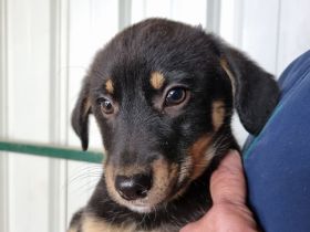 Maiga, neugieriges, verspieltes Welpenmädchen wartet auf ihre große Chance, 4M, 28 cm