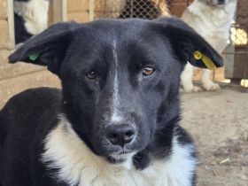 Mauro - „Hallo, hier bin ich - wo bist du"? 4J, 41 cm