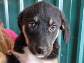 Milla, bezaubernde, kleine Welpendame, die so gern ein geborgenes Leben hätte, 4M, 26 cm