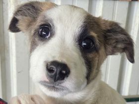Oreo, ein echter kleiner Herzensbrecher, der die Nähe zum Menschen sucht, 5M, 28 cm