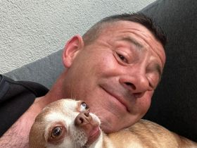 Chihuahua Rüde reinrassig