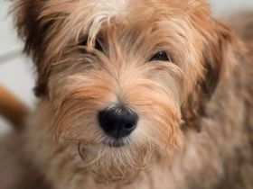 Nora - sucht ein neues Zuhause!