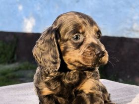 Langhaar-Dachshund