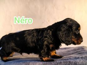 Langhaar-Dachshund