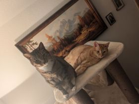 Liebevolles Zuhause mit Katzengesellschaft sucht Miniatur Bullterrier Welpen Bullterrier Welpen