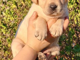 Labrador Retriever Welpen - FCI-Ahnentafel