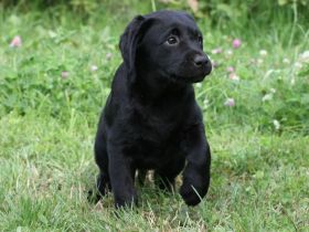 Labrador Retriever Welpen - FCI-Ahnentafel, suchen ein neues Zuhause