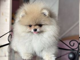 Reinrassige Pomeranian-Welpen zu verkaufen