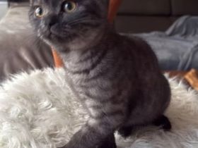Reinrassige BKH Kitten suchen liebevolles Zuhause